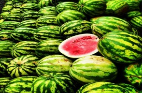 Watermelon Market Price Today in Haryana and Punjab On (15 April 2024) Know on Khetivyapar